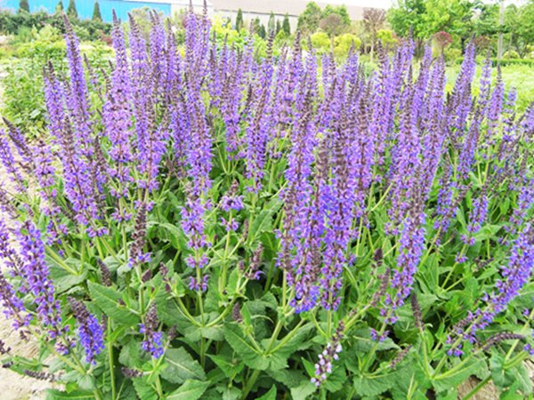 藍(lán)花鼠尾草圖片