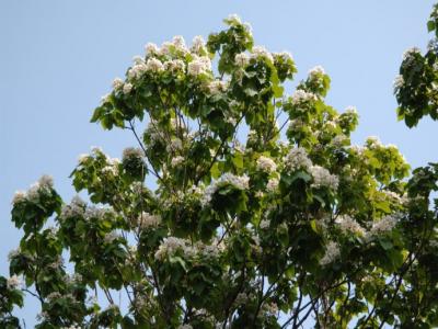 楸樹什么時候開花？