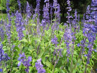 藍(lán)花鼠尾草什么時(shí)候開花，花期多久？