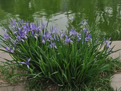 馬蓮花和馬蘭花是同一種花嗎？