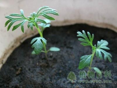 波斯菊種植方法和注意事項