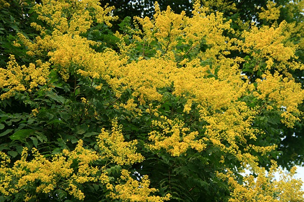 欒樹什么時(shí)候開花，花期多久