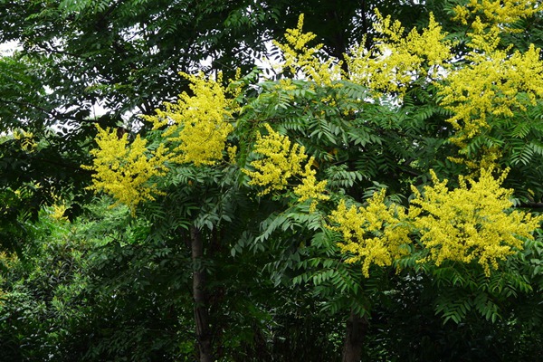 欒樹什么時(shí)候開花，花期多久