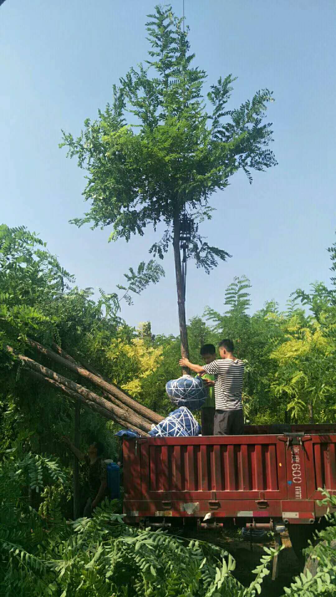 刺槐裝車中