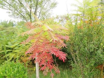 院子里種植臭椿風(fēng)水好嗎？