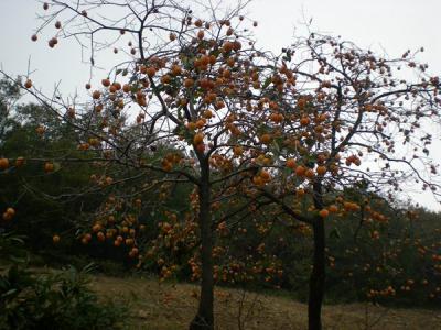 不推薦大家在院子內(nèi)種植柿子樹(shù)的原因是什么？