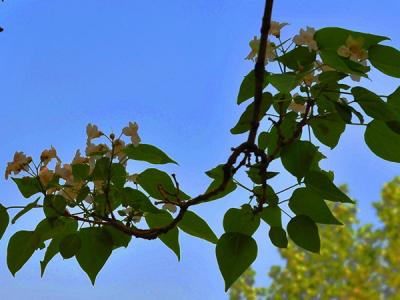 楸樹(shù)種植和養(yǎng)護(hù)需要注意些什么