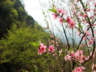 山桃什么時候開花，什么時候賞花效果好