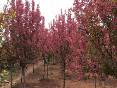 冬紅果海棠的種植需要注意些什么 ？