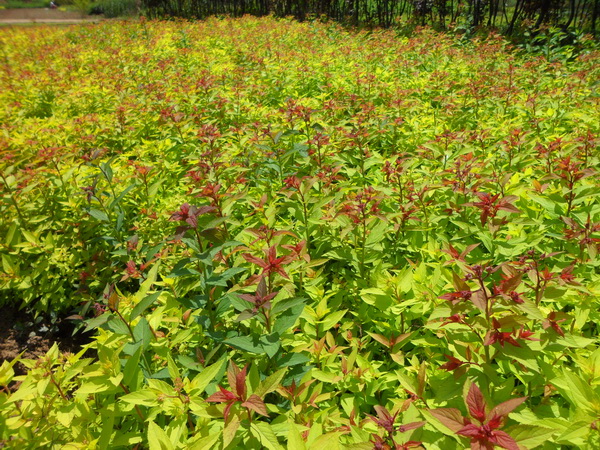 金山繡線菊?qǐng)D片