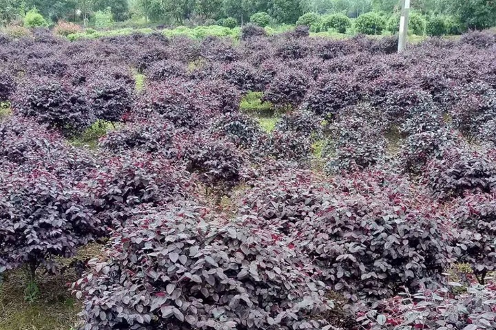 紅花檵木球