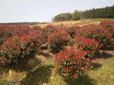 紅葉石楠小苗價格,紅葉石楠小苗價格表