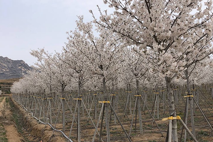 櫻花樹