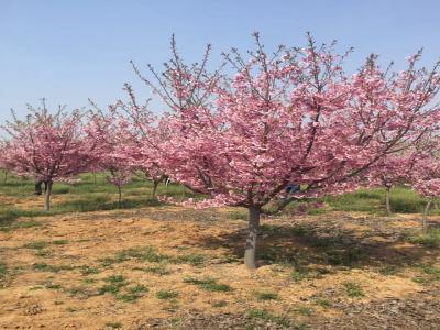 櫻花樹苗幾年才能開花？花期在什么時候？