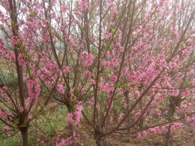 青葉碧桃開什么花？什么時候開花？