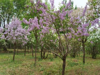 丁香樹什么時候開花